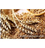 Пшеница для проращивания, 1 кг (из Алтая)